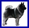 Click here for more detailed Elkhound breed information and available puppies, studs dogs, clubs and forums